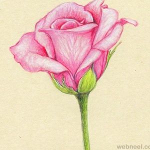 Meet your Posher, Rose